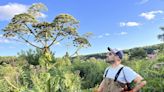 Eradication of giant hogweed an ongoing battle