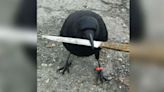 Is It Too Late To Buy CAW? Crow With Knife Price Skyrockets 455% In A Week And Experts Say This Might Be The...