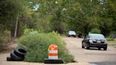 Weeding out the problem: 6-foot ragweed plant grows out of pothole in west Jackson