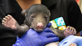 Zoo Miami’s first newborn sloth bears in 25 years have their first exam. Here are the photos