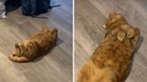 Dramatic pet pretends to be dead "every day" for the most cat reason ever