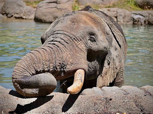 Lone Elephant at Oakland Zoo to Be Moved to Sanctuary to Reunite with Old Friend