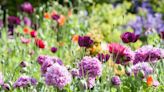 Extend your flowering season with Monty Don's Chelsea Chop tip