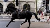 Explainer: What happened to the runaway horses?