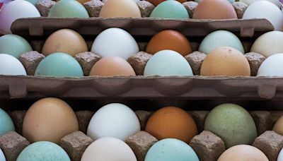 Why Chicken Egg Colors Vary From Bird to Bird