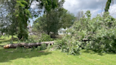 What trees can withstand strong winds? - WNKY News 40 Television