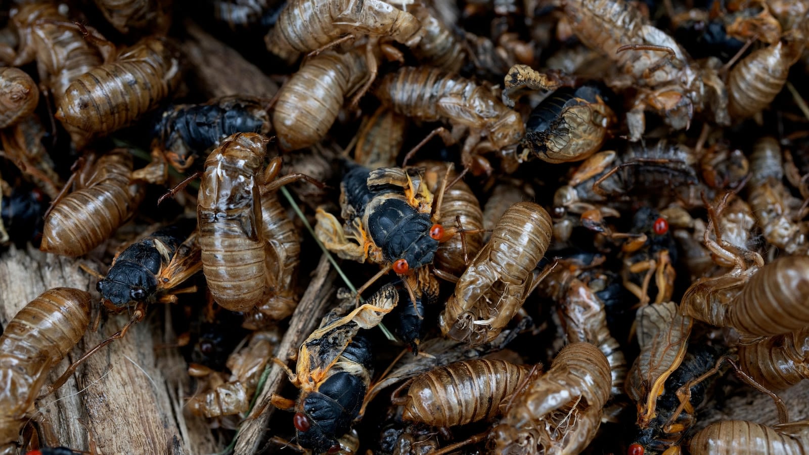 Rare blue-eyed cicada spotted during 2024 emergence at suburban Chicago arboretum