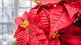 How Often to Water a Poinsettia to Keep It Alive and Thriving