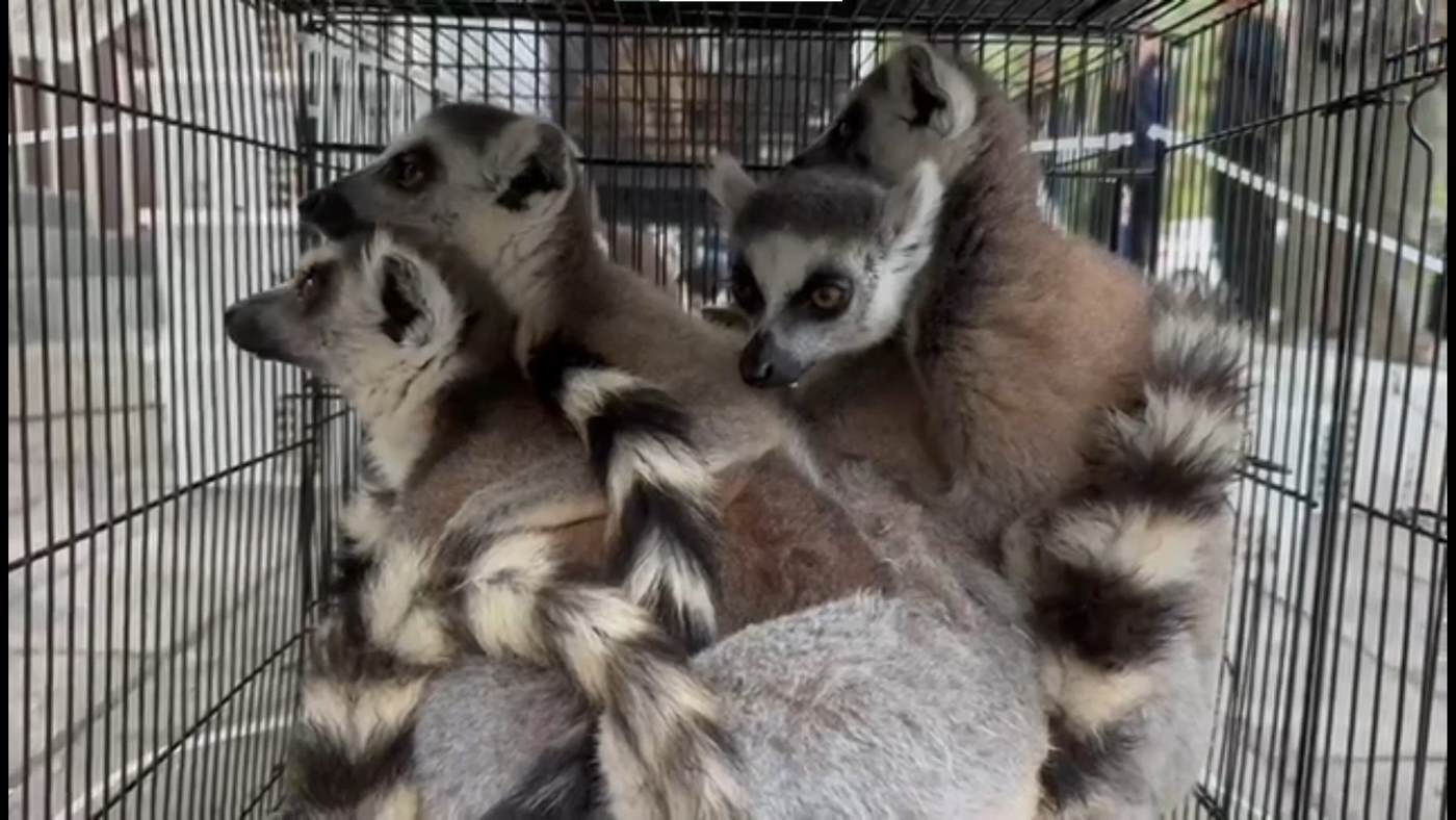Significant Blow to the Illegal Pet Trade: Big Bust Rescues Dozens of Lemurs and Tortoises