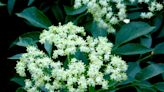 Gardening for You: Sweet showy Sambucus mexicana