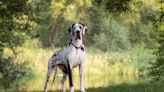 Great Dane's Attempt to Play with Horses Is Positively Irresistible