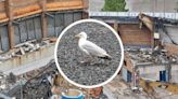 Newport Centre demolition racks up £500k bill and delays - because of a seagull