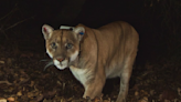 “You Have A Lion In Your Backyard”; Griffith Park’s Celebrity Cougar P-22 Captured In Los Feliz – Updated