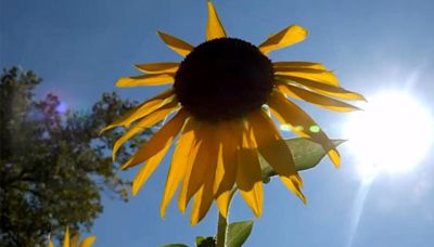 Heat advisory in effect as mid-week heat wave grips Bay Area, Northern California