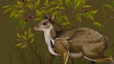 Descubrieron un nuevo ciervo prehistórico del tamaño de un gato y sin cuernos en Estados Unidos