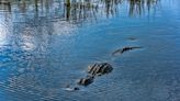 Florida Officials Kill 13-Foot Alligator That Was Dragging Around Human Remains