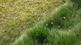 Turf is out. Native grasses are in. Here are 4 lush low-water options