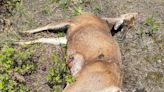 Mule deer doe found left to waste near Banks