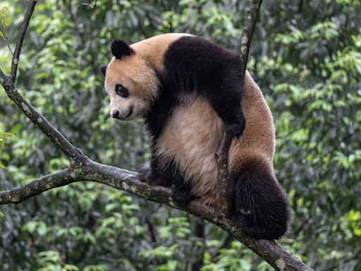 China gifts US two giant pandas in a show of ‘friendship’, Yun Chuan and Xin Bao to be placed in San Diego Zoo