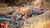 India's Project Tiger to Displace 5.5L Forest Dwellers: Report | Guwahati News - Times of India