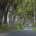 Dark Hedges