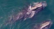 7. Saving the Right Whale