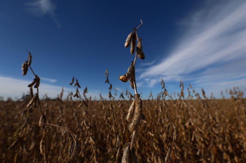 Argentina’s farming heartland braces for cold, dry snap