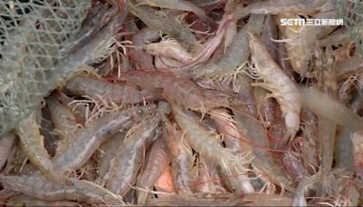 蝦農無感！宏都拉斯120公斤蝦子輸中國 僅台灣10萬分之1