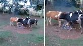 Video: un grupo de vacas usaron una fogata como estufa y el insólito momento se volvió viral | Por las redes