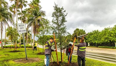 Levine Cava: Investments in Miami-Dade’s tree canopy are taking root | Opinion