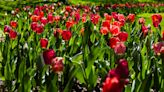 22K colorful bulbs will approach full bloom during botanical garden’s Spring Stroll