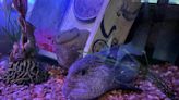Meet the newest residents of Sea Life at American Dream: Wolf eels!