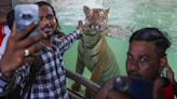 ​International Tiger Day 2024: India’s proud roar for tigers.​