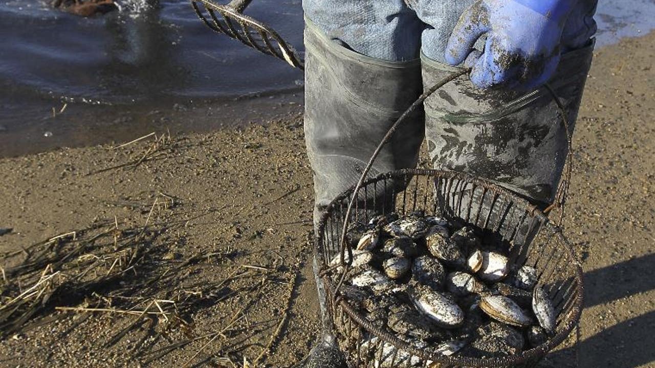 WA shellfish harvest areas around Puget Sound close due to biotoxins