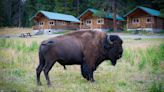 Silver Gate Lodging Has the Closest Cabins to Yellowstone