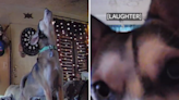 Heartbreaking thing rescue dog does when owner goes out caught on pet cam