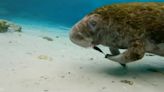 Manatee rescued with entangled flipper stuck to face with fishing lure