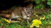 Garden plants rats find ‘offensive’ and ‘repulsive’ to grow this summer