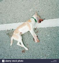 Dead Dog High Resolution Stock Photography and Images - Alamy