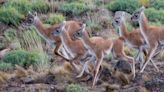 Mágica escapada de otoño al Parque Nacional Patagonia entre guanacos, zorros y cóndores