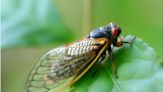 Q&A: Cicadas and tinnitus—here's what you need to know