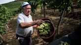 Italy loses its crown as world’s top wine producer as hailstorms, floods and a soggy spring ruin its harvest—but dropping the top spot is the least of vineyards’ worries