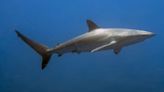 Shark attacks are on the rise worldwide, study says. How common are they in California?