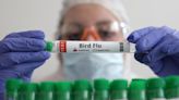 Cuatro trabajadores avícolas de Colorado diagnosticados con gripe aviar - El Diario NY
