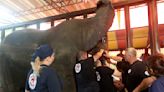 Global vets in Pakistan for surgery on Karachi zoo elephants