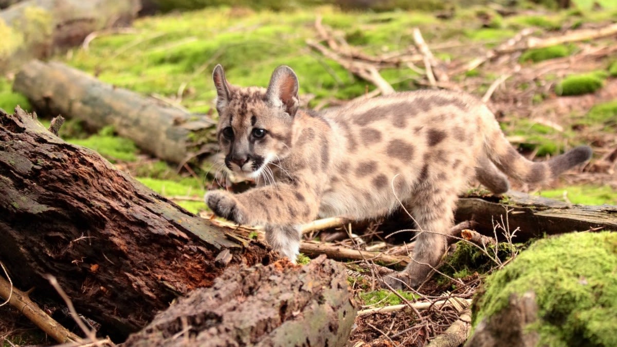 Adorable Rescued Mountain Lion Cub ‘Wrestles’ With His Favorite Stuffed Gorilla at Oakland Zoo