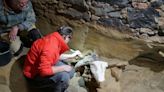 Austrian man discovers mammoth bones in wine cellar