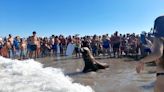 Un lobo marino llegó nadando desde el mar y sorprendió a una playa llena de gente