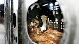 More cows are being tested and tracked for bird flu. Here's what that means