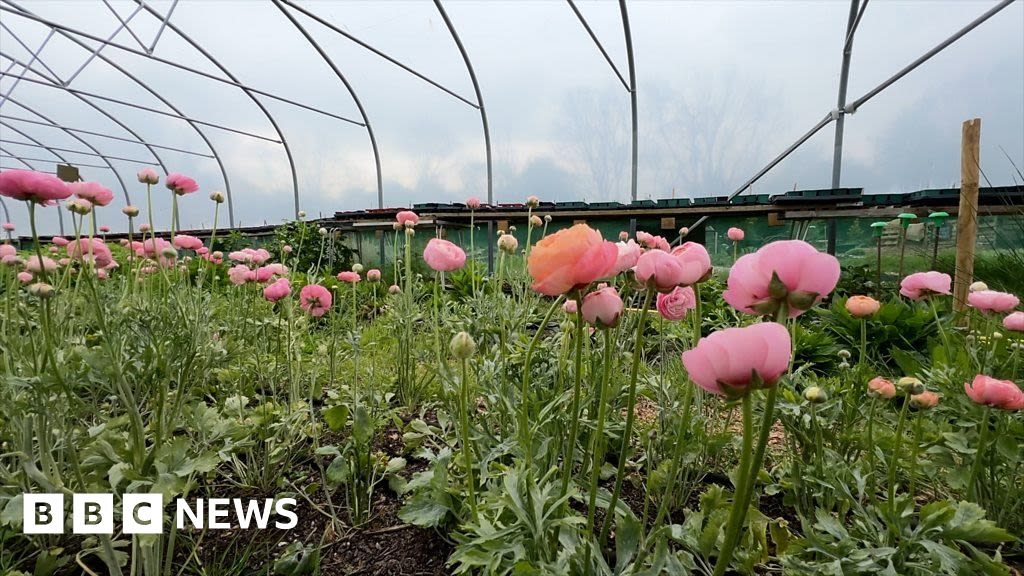 The Bristol flower farm helping tackle food poverty